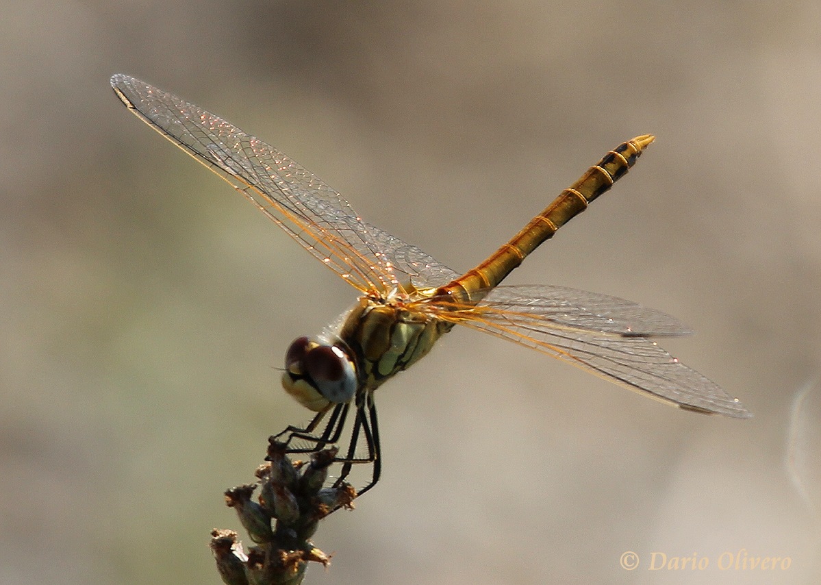 Scheda: Sympetrum fonscolombii